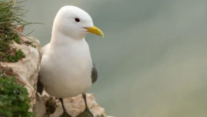 Read more about the article RSPB hopes fishing ban will boost Bempton numbers
