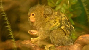 Read more about the article Tiny endangered baby monkeys born at zoo